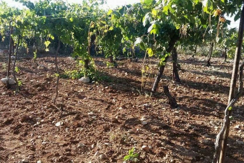 أشجار عنب - ارشيف 