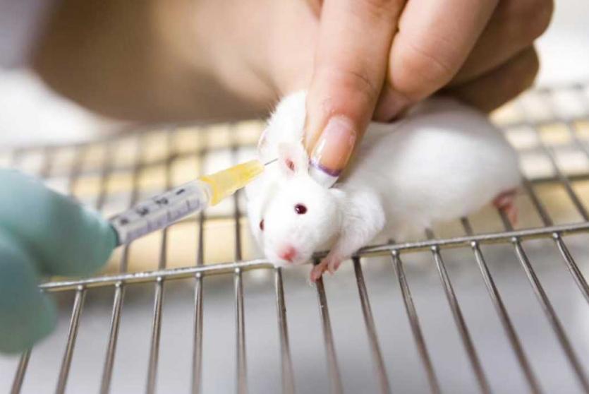 تجربة على الفئران