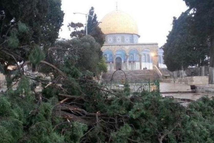 الاحتلال يشرع باقتلاع عدد من أشجار الزيتون من ساحات الاقصى- ارشيفية
