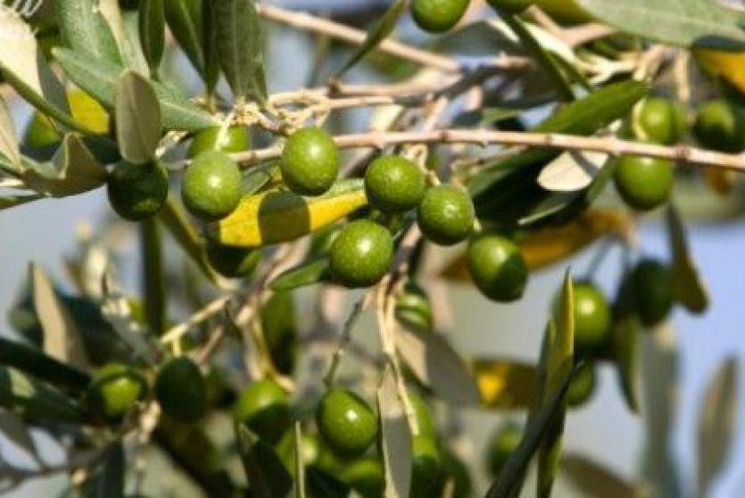 ثمار الزيتون