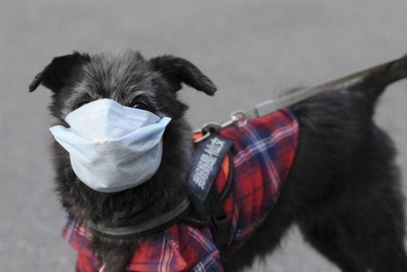 صورة توضيحية