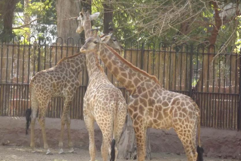 زرافة في حديقة حيوانات