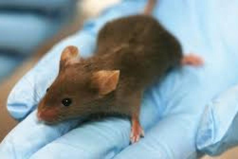 تجارب لقاح كورونا