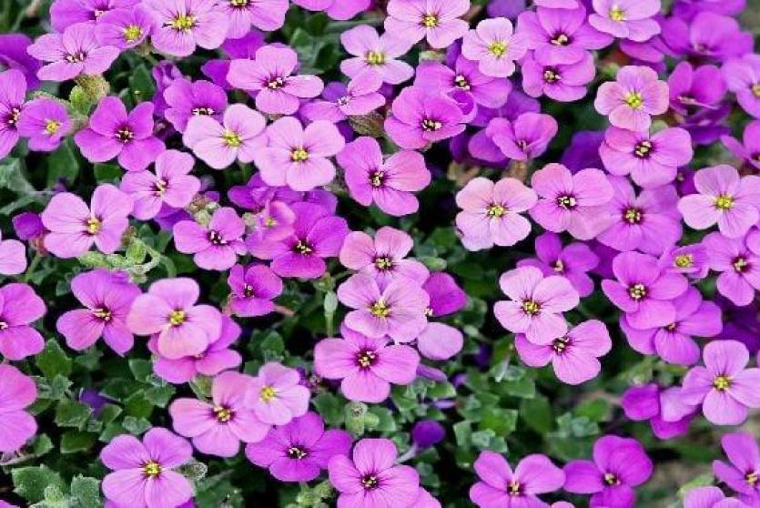 زهرة الأرجوان