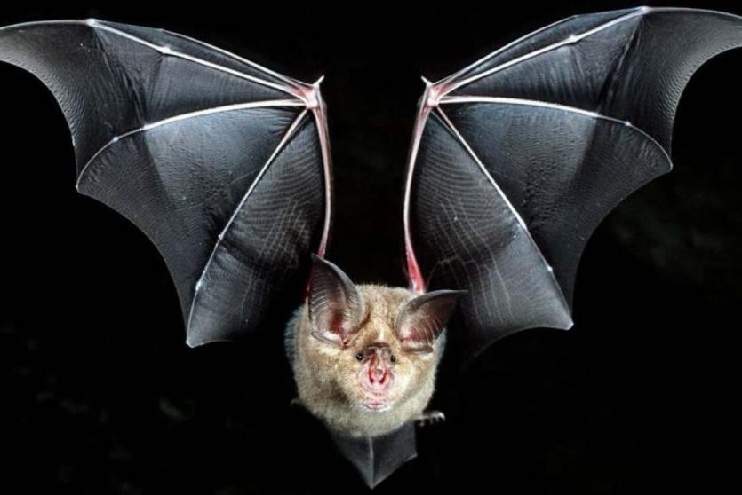 الخفافيش