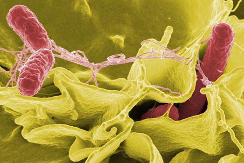 صورة توضيحية