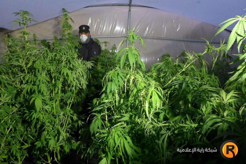 ضبط أشتال ماريجوانا