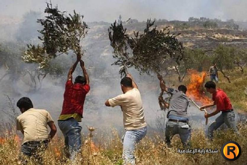 احراق أشجار - ارشيف