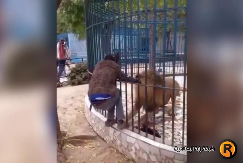 أسد يعض يد عامل