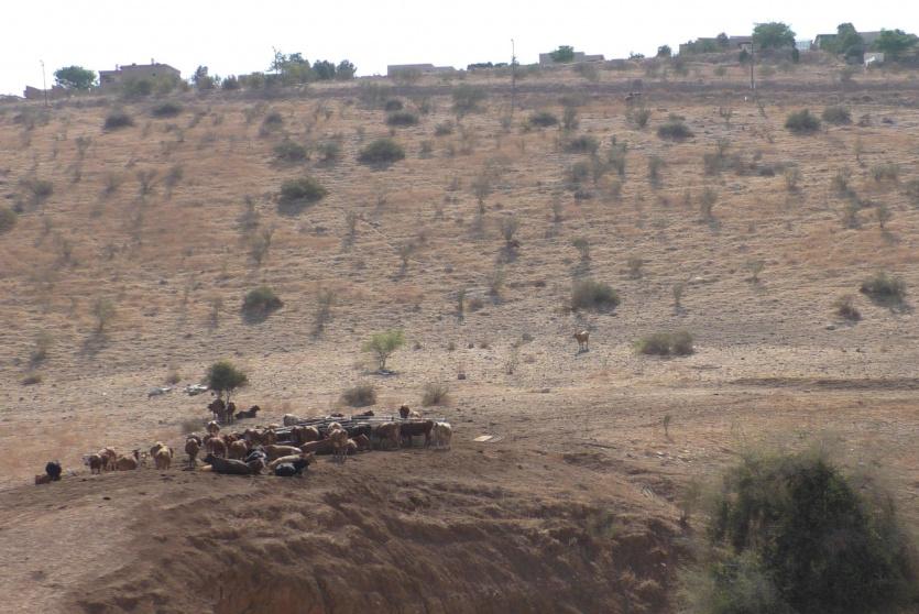 مستوطنون يقيمون حظيرة مواشي