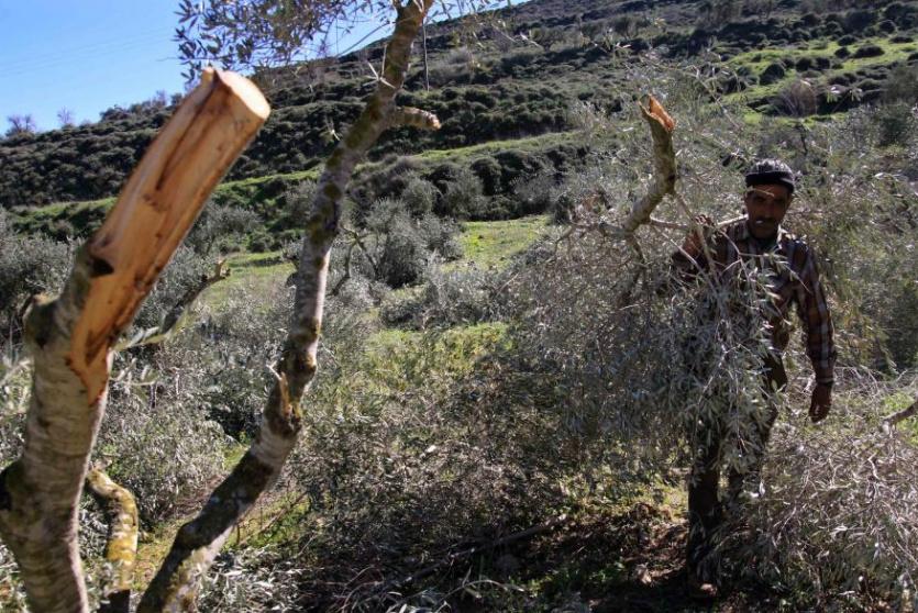 ارشيف- الاحتلال يقتلع  أشجار الزيتون 