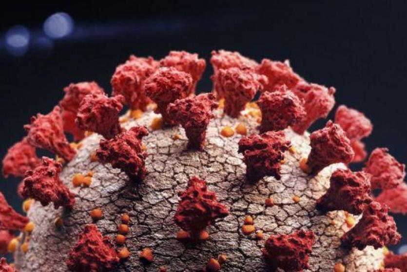 كورونا -تعبيرية-