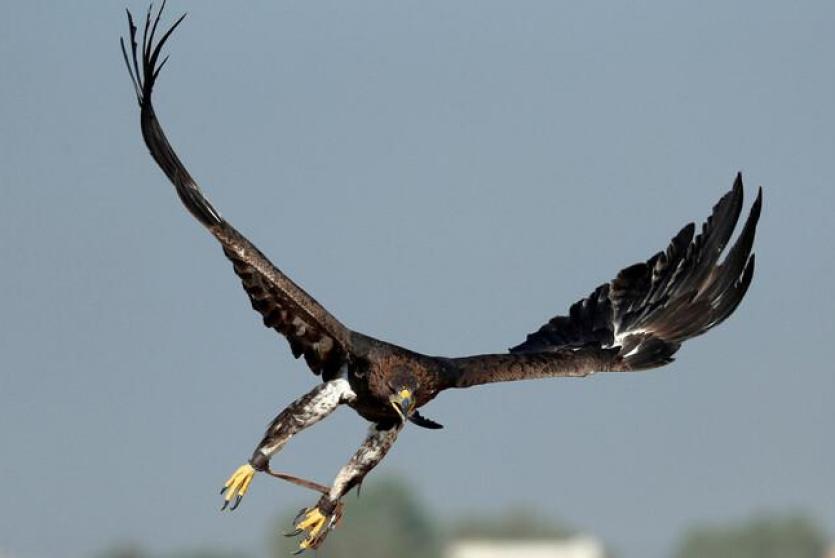 النسر المصري النادر