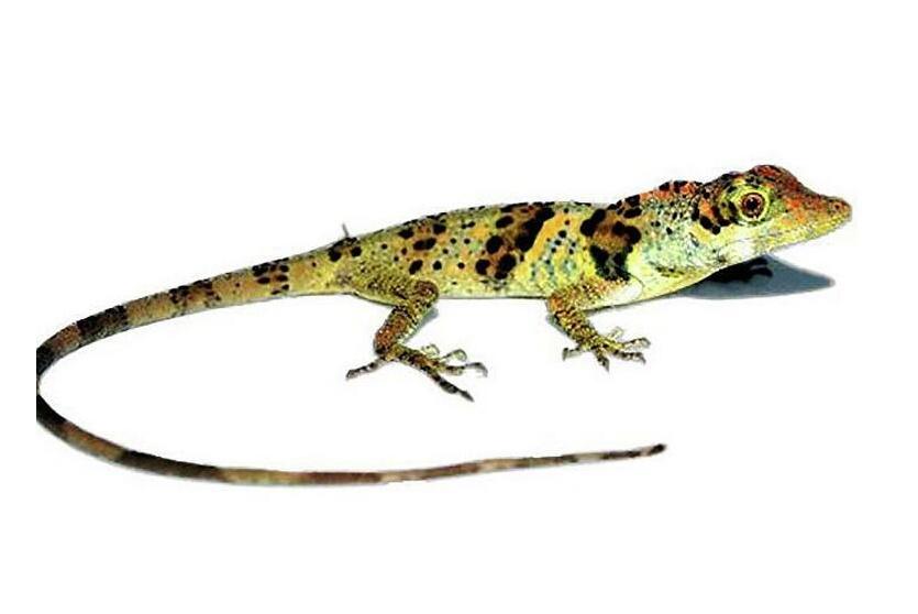 اكتشاف نوع جديد من السحالي