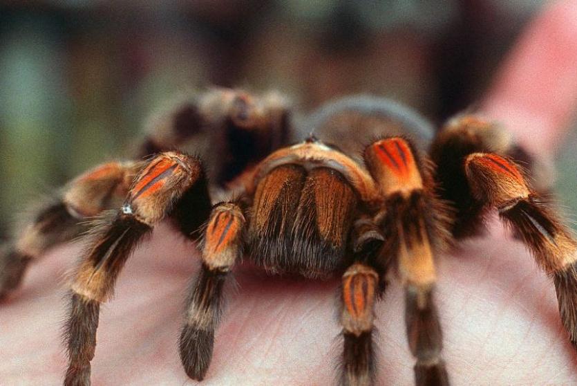 عنكبوت -أرشيف-