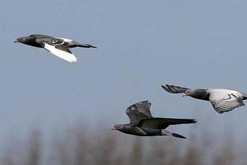 حمام - صورة ارشيفية