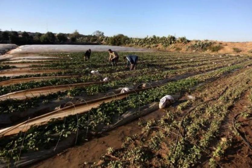 مزارعون -أرشيف-