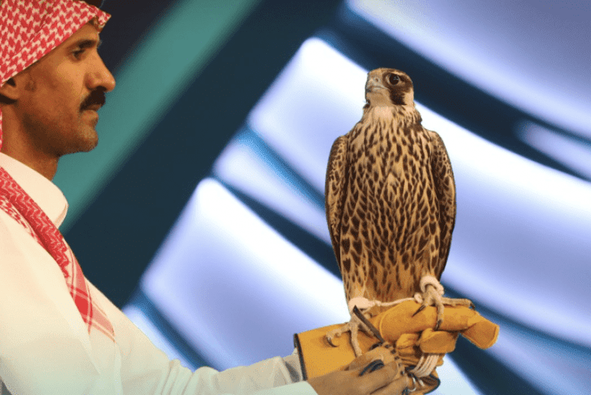 احد الصقور التي تم بيعها في المزاد