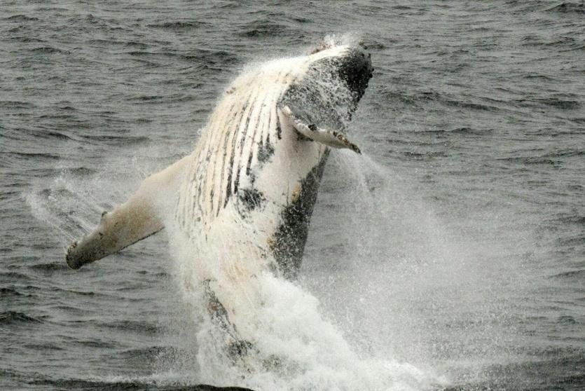 فيديو: حوت عملاق يلتهم زورقا على متنه شخصان