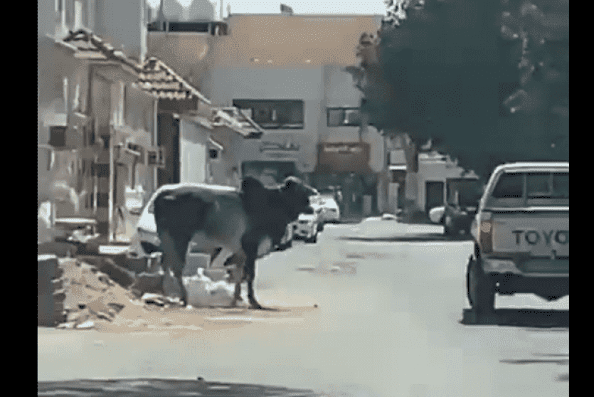 ثور هائج يتجول داخل حي سكني