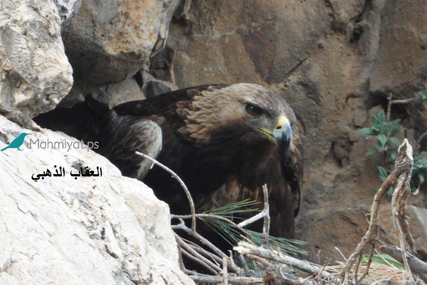 العقاب الذهبي