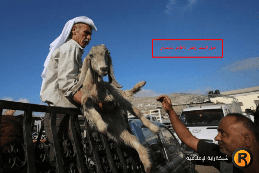 حكم قص الشعر للمضحي 