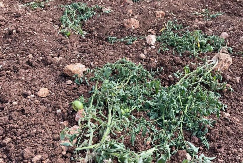 مستوطنون يقطعون 450 شجرة