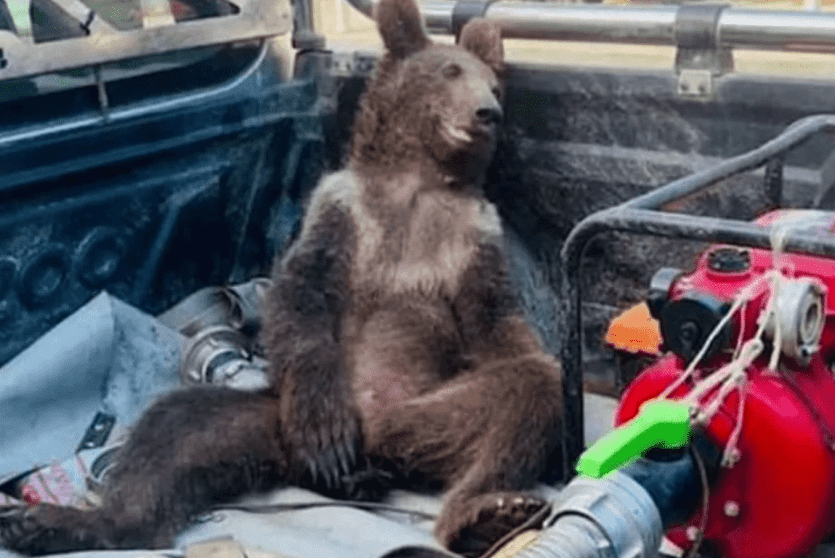 الدب تناول مخدر من العسل