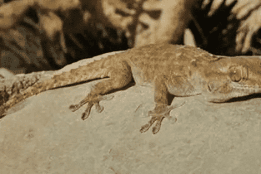 البرص المصري