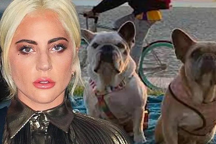 ليدي غاغا واثنان من كلابها