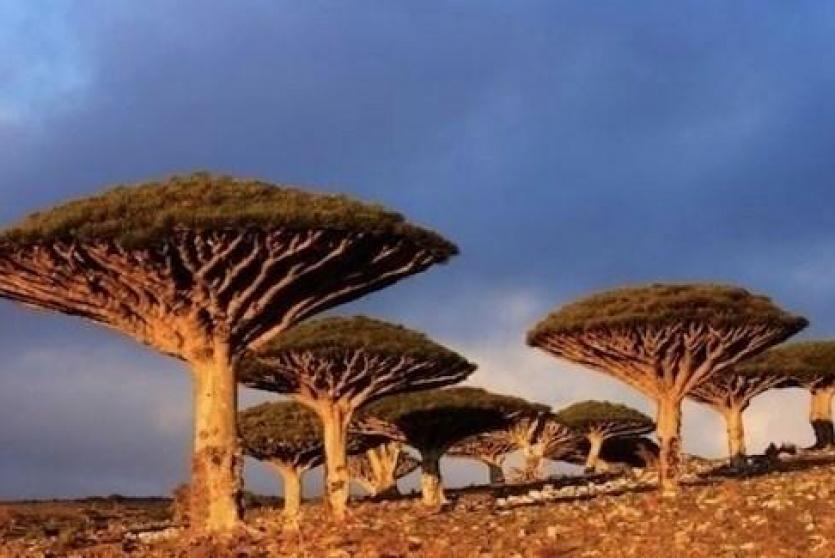 جزيرة سقطرى