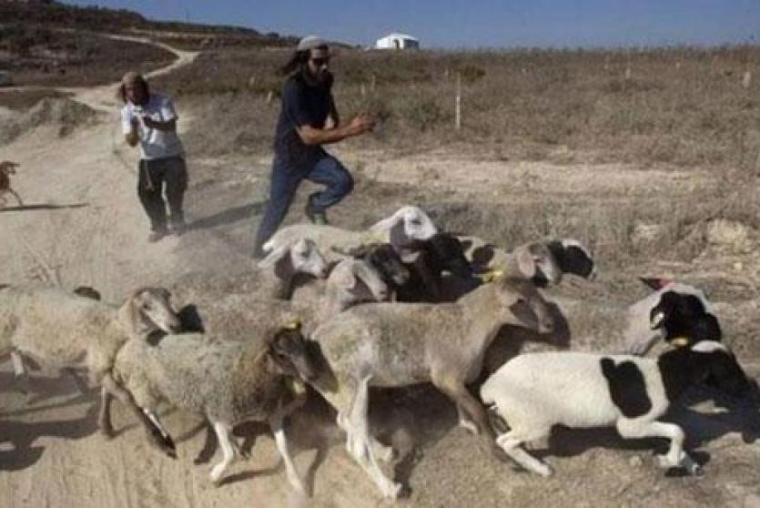 مستوطنون - صورة ارشيفية