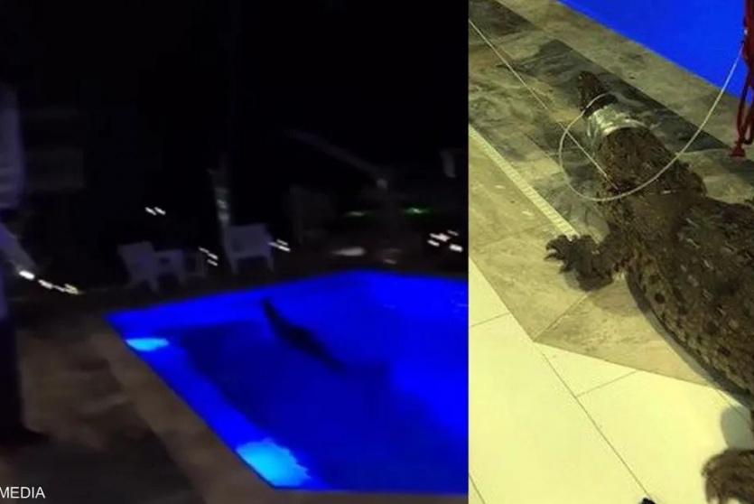 تمساح في حمام سباحة