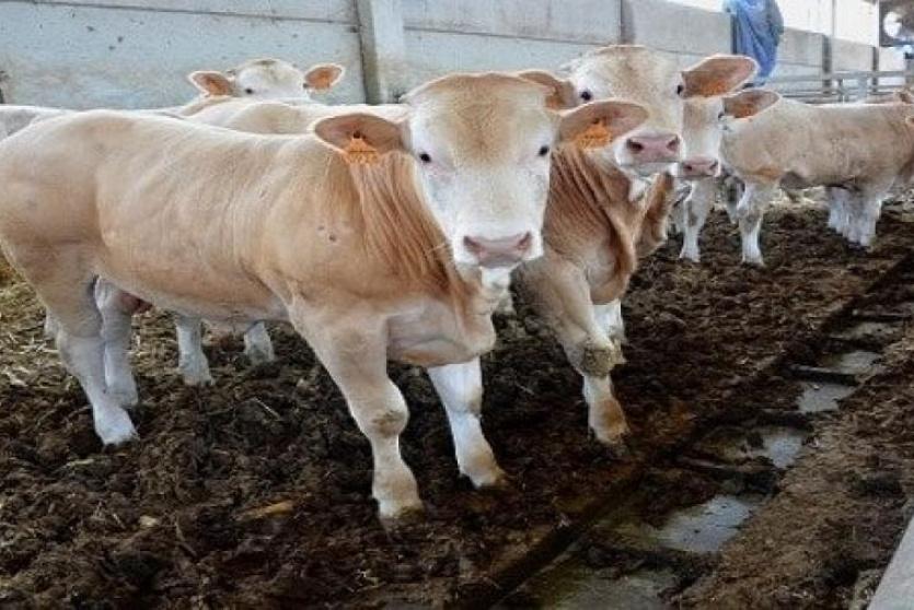 العجول والمواشي