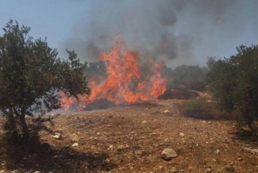 مستوطنون يضرمون النار في أراضٍ