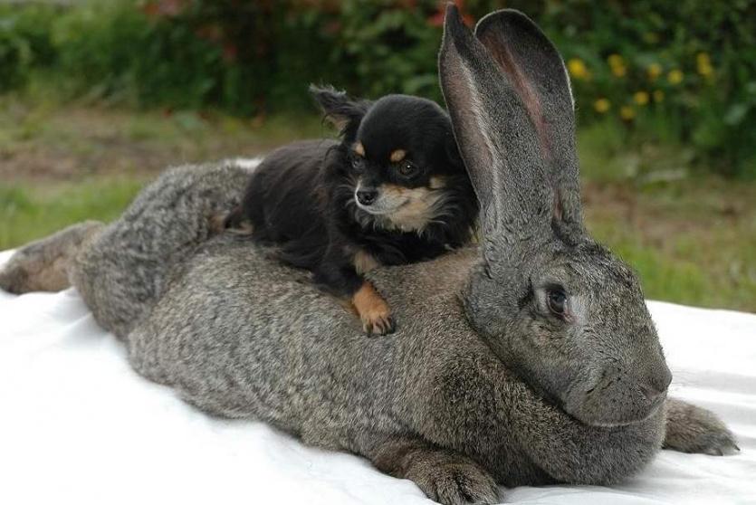 الأرنب الضخم