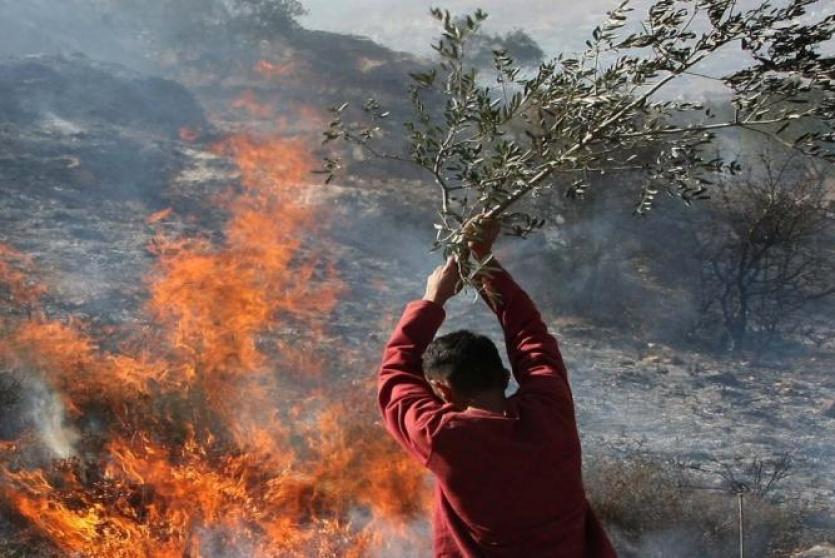 إحراق أشجار زيتون - صورة ارشيفية