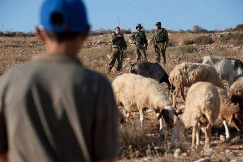 الاحتلال يعتقل سبعة من رعاة الأغنام في مسافر يطا
