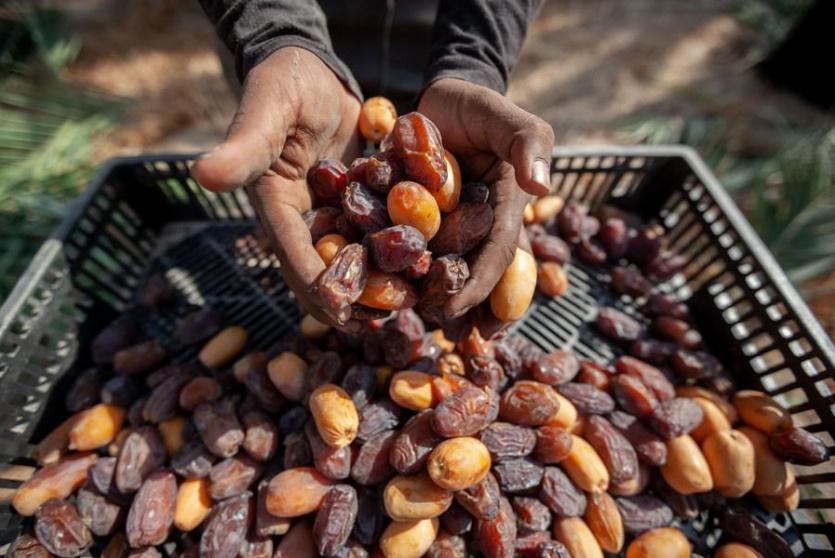 صناعة التمور في فلسطين