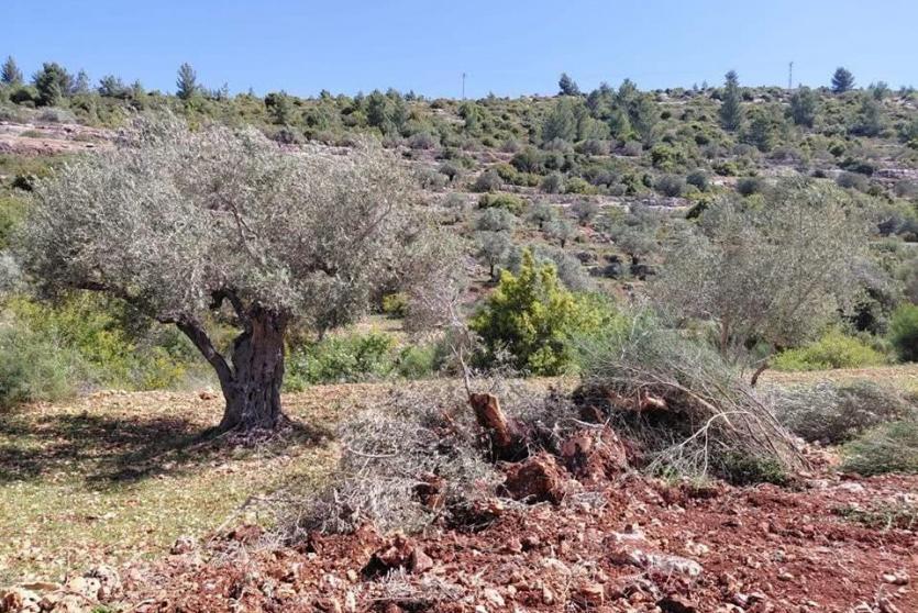 أراضي في قرية أم صفا