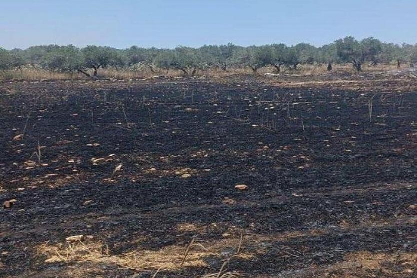 مستوطنون يحرقون 40 دونما في بلدة سبسطية