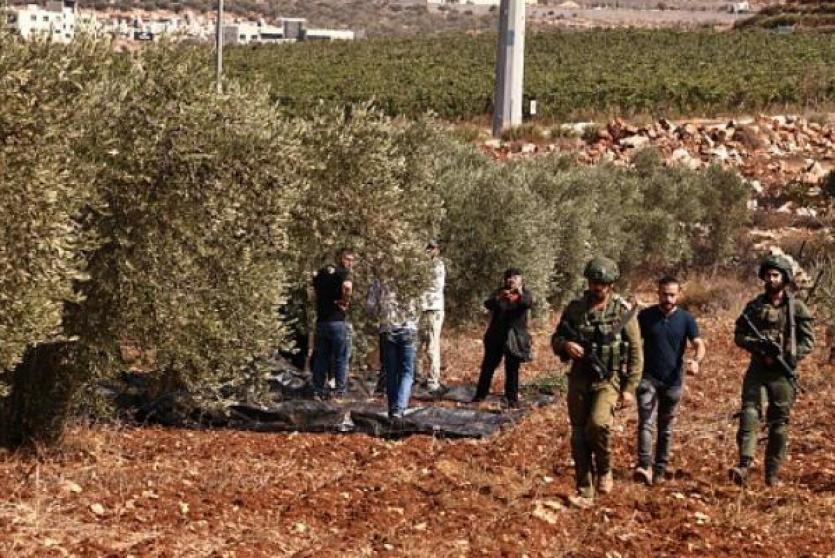 مستوطنون يكسرون 15 شجرة زيتون معمرة في سوسيا جنوب الخليل