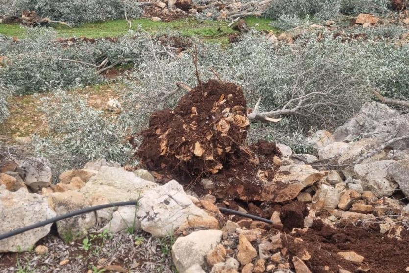 تجريف أشجار زيتون