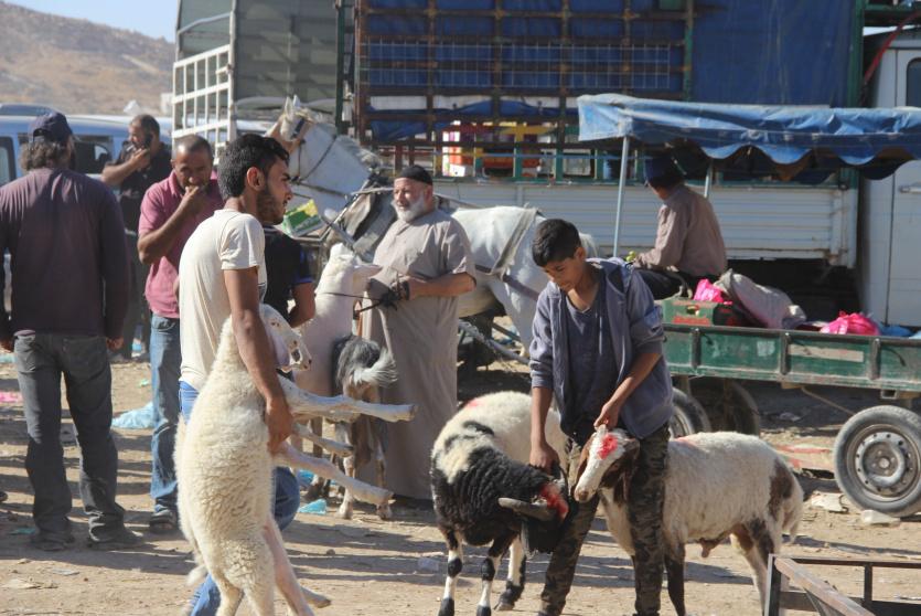 عزوف عن شراء الاضاحي.. ما الأسباب؟